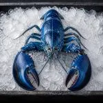 Homard bleu dexception sur lit de glace