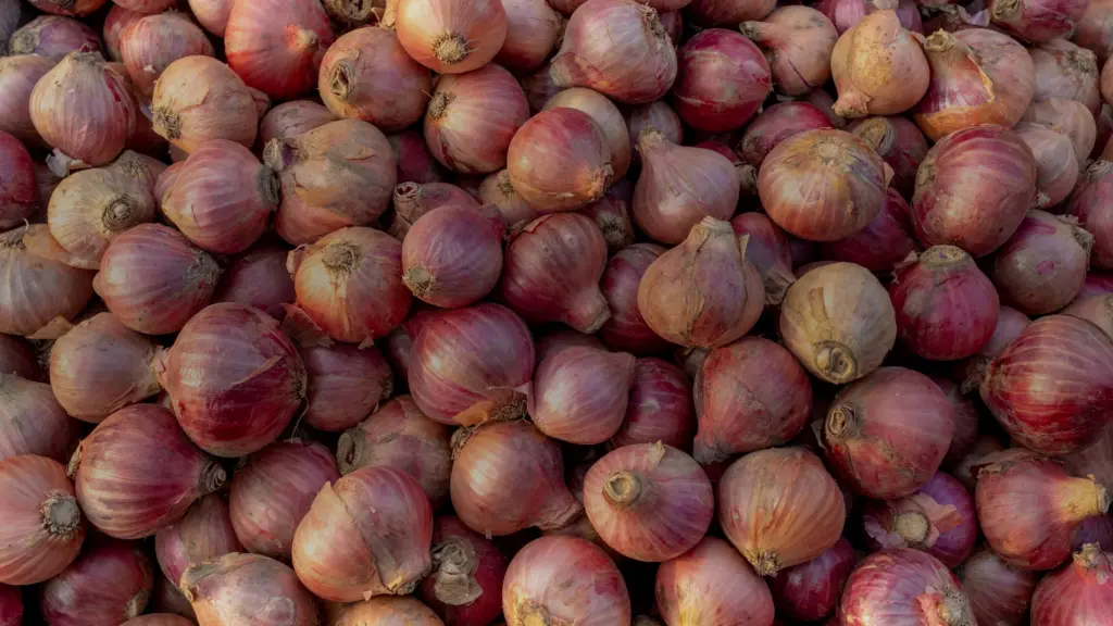 Oignons roses en vrac, base du confit de Roscoff