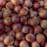 Oignons roses en vrac, base du confit de Roscoff