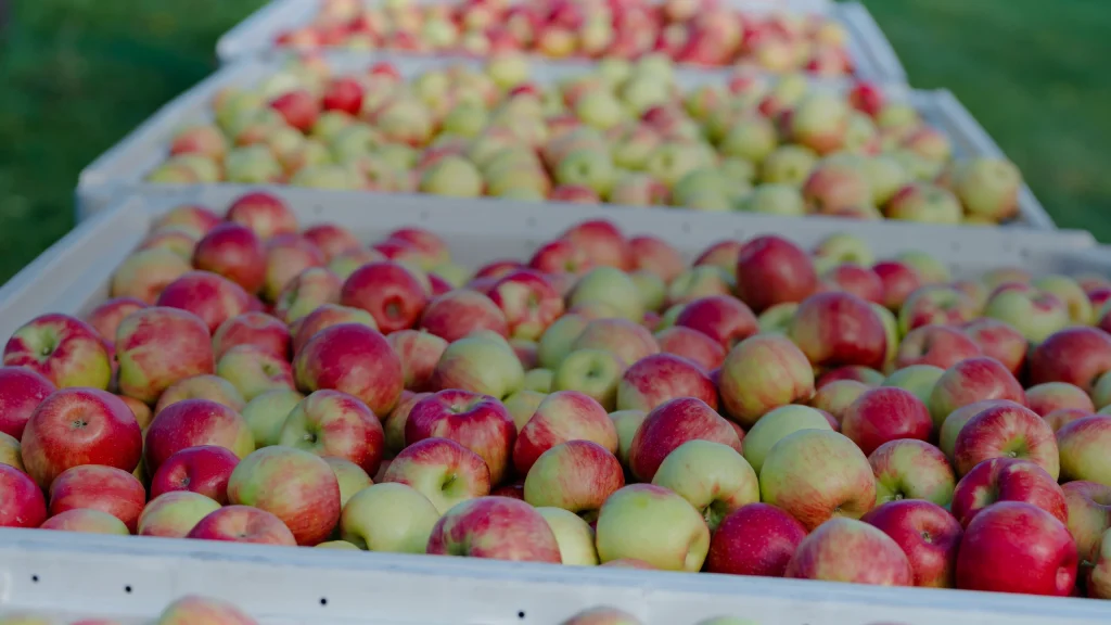 Pommes récoltées en caisses pour le cidre