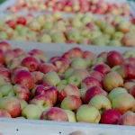 Pommes récoltées en caisses pour le cidre