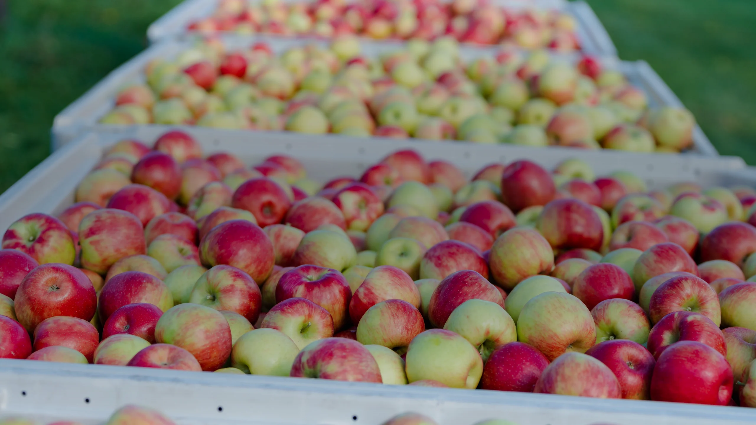 Origine du cidre : ni breton ni normand, d’où vient-il ?