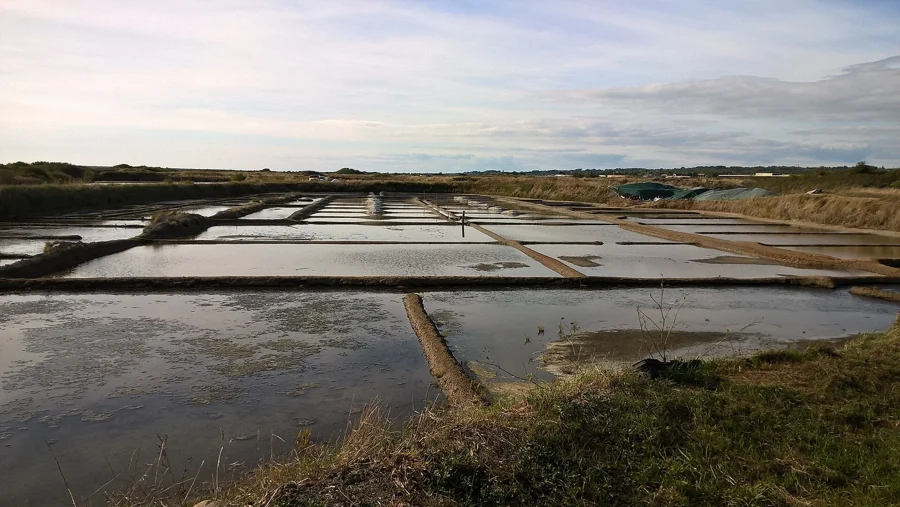 Marais salants de Guérande, bassins en damier à marée basse