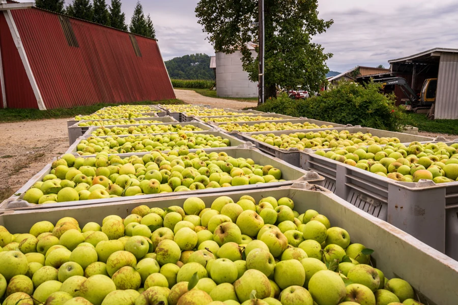 Pommes récoltées et empilées en grandes caisses devant une exploitation agricole