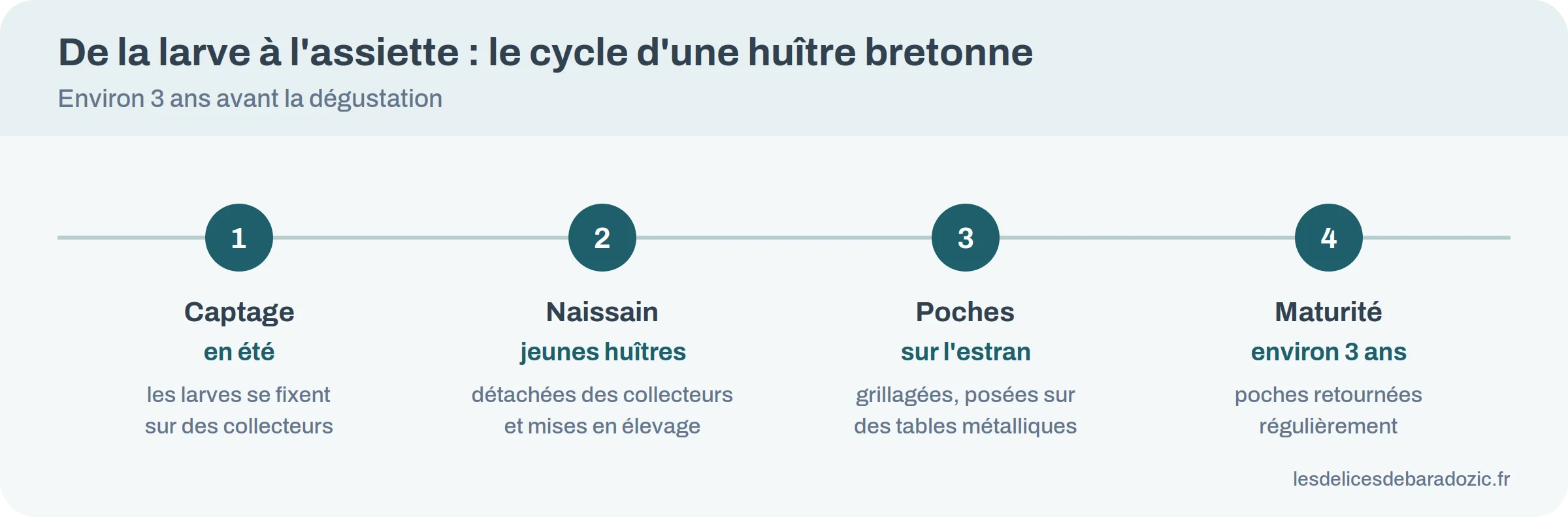 Infographie du cycle d'élevage d'une huître bretonne : captage, naissain, poches, maturité